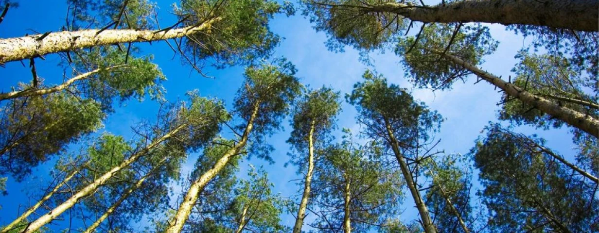 Environment
