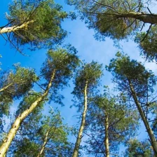 Environment
